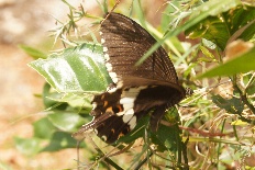 Papilio ocha - Gewöhnlicher Mormone